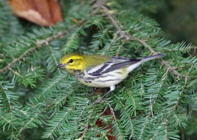 Black-throated Green Warbler - Setophaga virens 