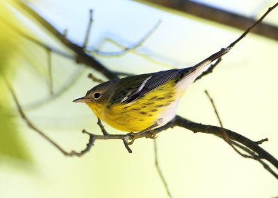 Magnolia Warbler - Setophaga magnolia