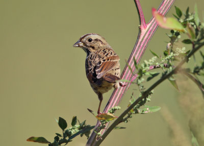 Song Sparrow - Melospiza melodia 