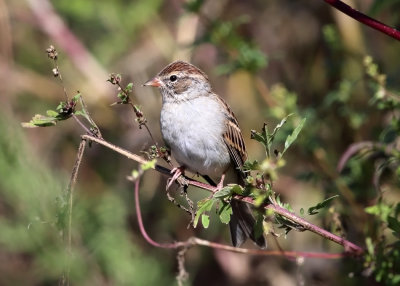 Chipping Sparrow - Spizella passerina