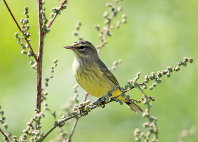 Palm Warbler - Setophaga palmarum