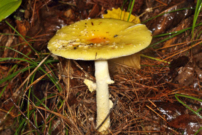 Amanita muscaria var. guessowii