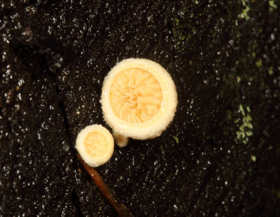 Cheimonophyllum candidissimus (White Oysterette)