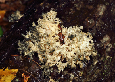 Coral Tooth Fungus - Hericium coralloides