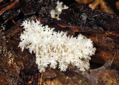 Coral Tooth Fungus - Hericium coralloides
