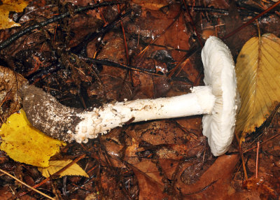 Amanita subcokeri