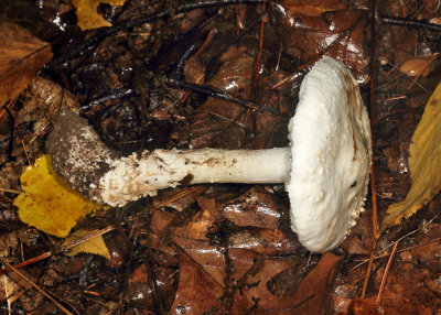 Amanita subcokeri