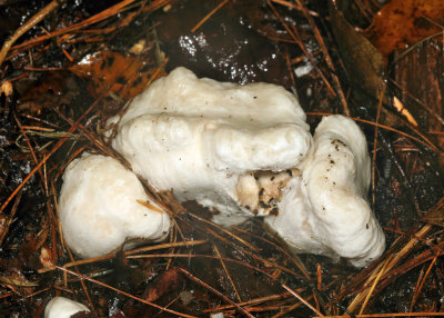 Entoloma arbortivum