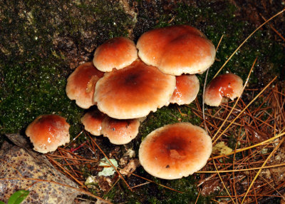 Hypholoma sublateritium (Brick Top)