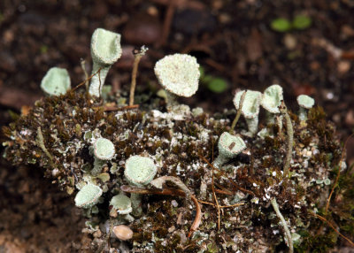 Pixie Cup Lichen - Cladonia chlorophaea