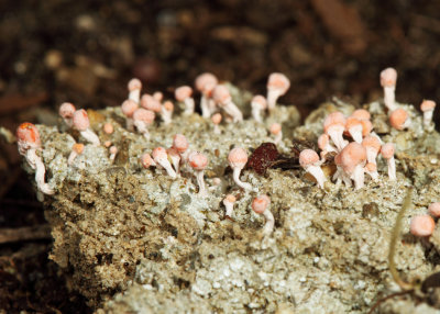 Pink Earth Lichen - Dibaeis baeomyces