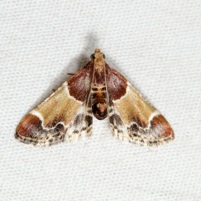5510- Meal Moth - Pyralis farinalis