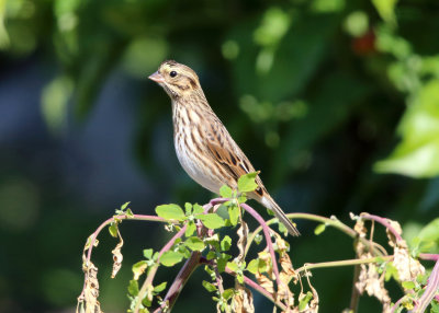 Savannah Sparrow - Passerculus sandwichensis