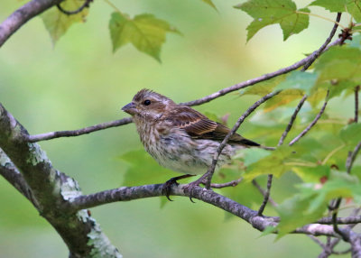 Purple Finch - Haemorhous purpureus