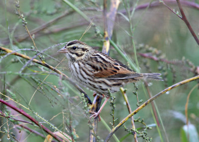 Savannah Sparrow - Passerculus sandwichensis