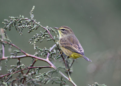 Palm Warbler - Setophaga palmarum