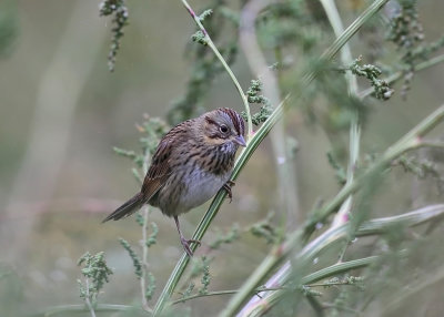 Lincolns Sparrow - Melospiza lincolnii