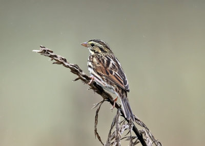 Savannah Sparrow - Passerculus sandwichensis