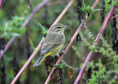 Palm Warbler - Setophaga palmarum