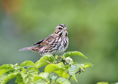 Savannah Sparrow - Passerculus sandwichensis