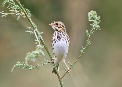 Savannah Sparrow - Passerculus sandwichensis