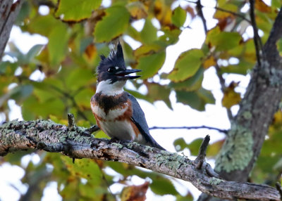 Belted Kingfisher - Megaceryle alcyon