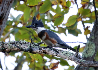 Belted Kingfisher - Megaceryle alcyon