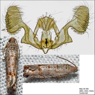 3110.1 - Eucosma baggetti