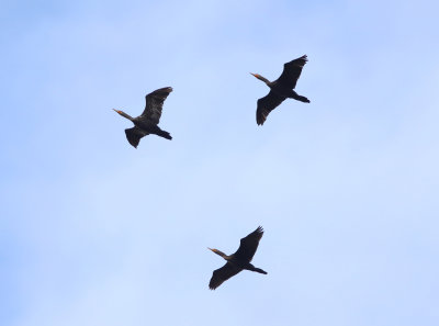 Double-crested Cormorants - Phalacrocorax auritus