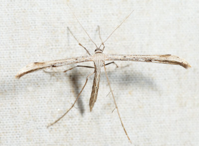 6234 - Morning-glory Plume Moth - Emmelina monodactyla