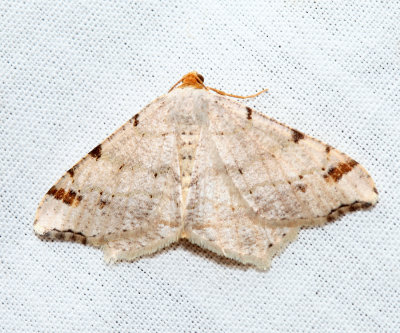 6342 - Red-headed Inchworm - Macaria bisignata