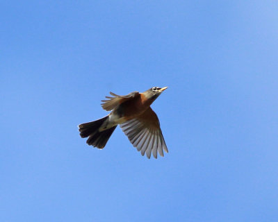 American Robin - Turdus migratorius