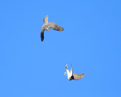 Cooper's Hawk - Accipiter cooperii