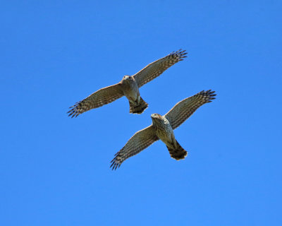 Cooper's Hawks - Accipiter cooperii
