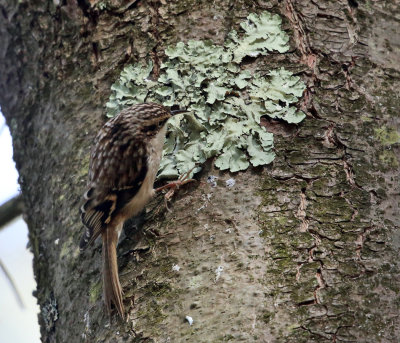 Brown Creeper - Certhia americana