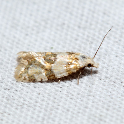3780 - Rings' Cochylid - Cochylis ringsi