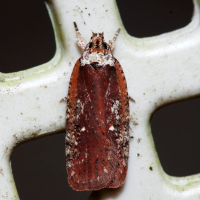 0869 - Agonopterix walsinghamella