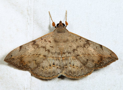 8574 - Velvetbean Caterpillar Moth - Anticarsia gemmatalis