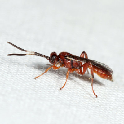 Barichneumon sp.