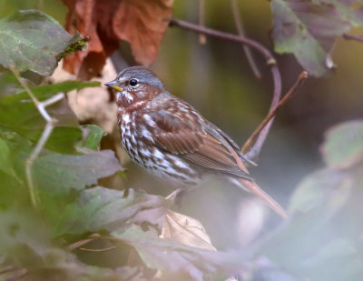 Fox Sparrow - Passerella iliaca