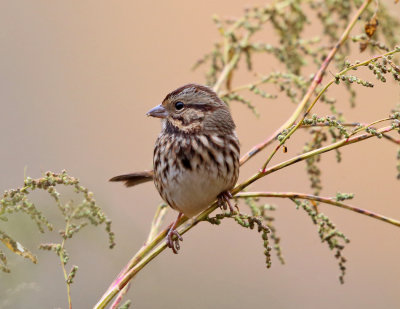 Song Sparrow - Melospiza melodia 