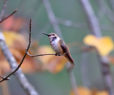 Rufos Hummingbird - Selasphorus rufus