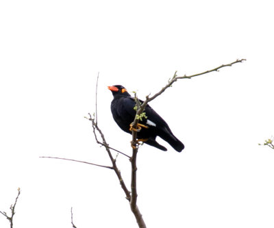 Common Hill Myna - Gracula religiosa