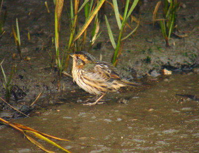 Saltmarsh Sparrow - Ammospiza caudacuta