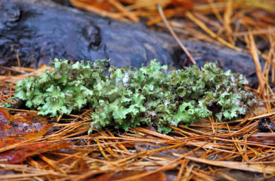 Wrinkle Lichen - Tuckermanopsis sp.