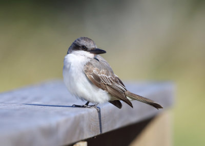 Gray Kingbird - Tyrannus dominicensis