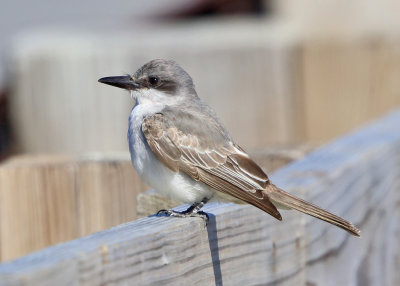 Gray Kingbird - Tyrannus dominicensis