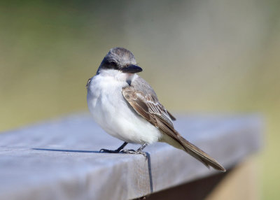 Gray Kingbird - Tyrannus dominicensis