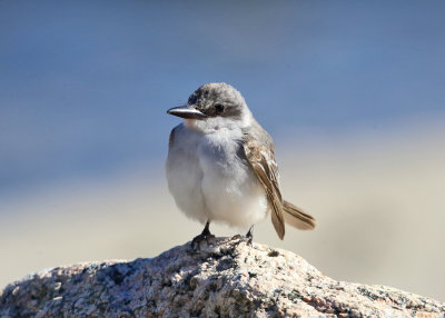 Gray Kingbird - Tyrannus dominicensis