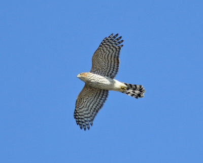 Cooper's Hawk - Accipiter cooperii